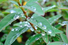 雨上がり③