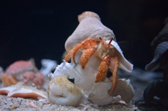 名古屋港水族館③