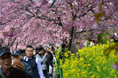 河津桜
