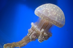 名古屋港水族館①