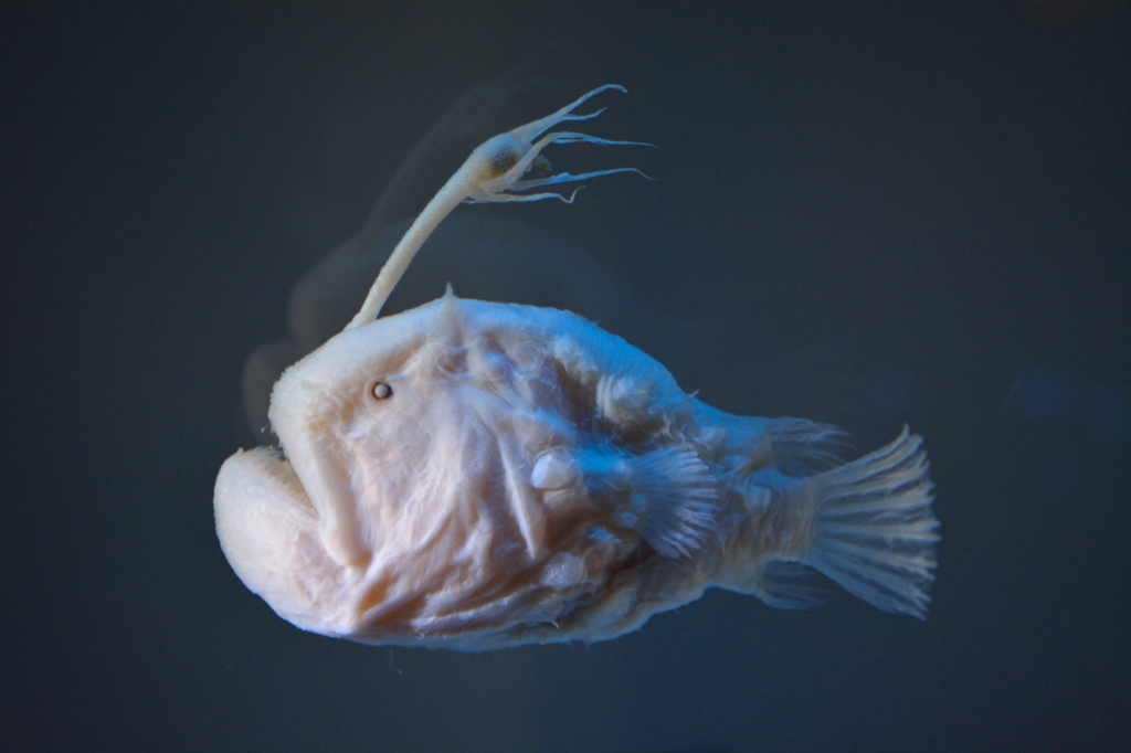 名古屋港水族館②
