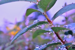 雨上がり②
