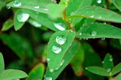 雨上がり④