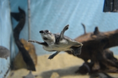 名古屋港水族館④