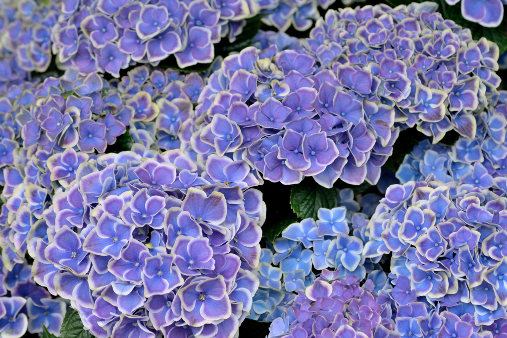 紫陽花