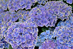 紫陽花