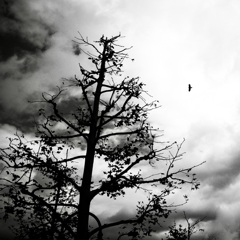 Dead tree and a bird