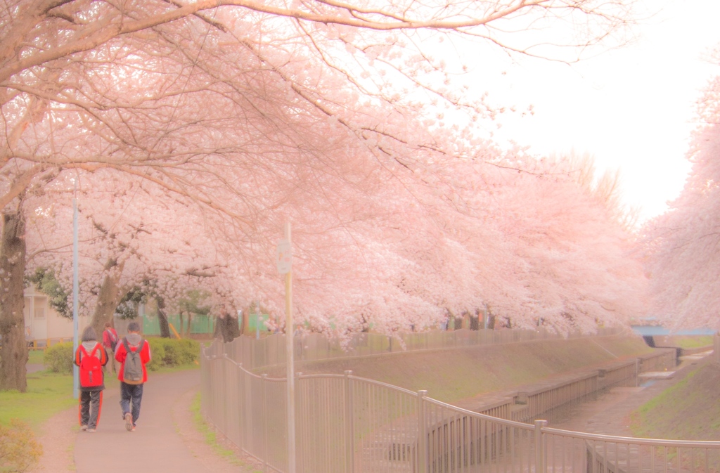 桜並木の道の上で