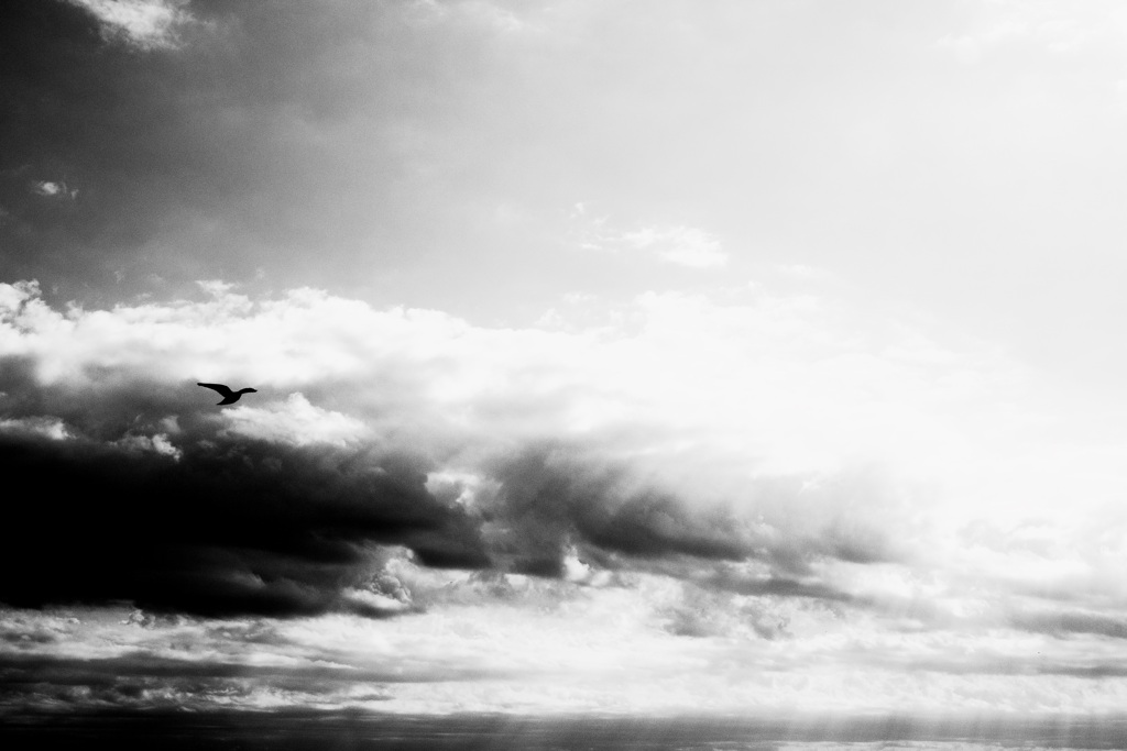 free bird