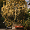 mimosa