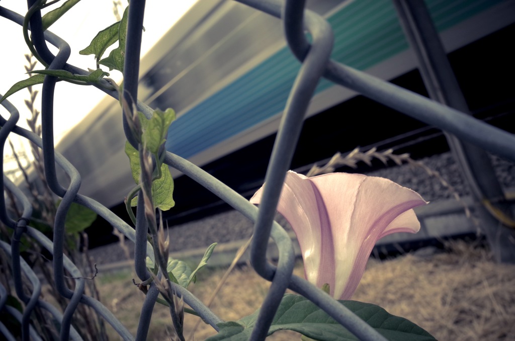 Flower&train
