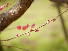 北野天満宮　梅園