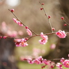 北野天満宮　梅園