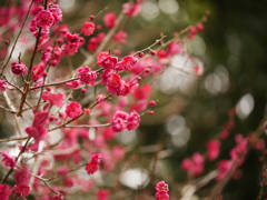 紅梅