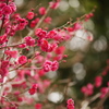 紅梅