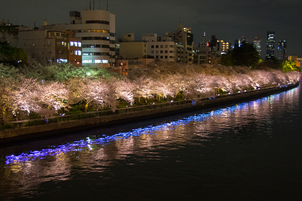 都心の川桜 淡く輝く