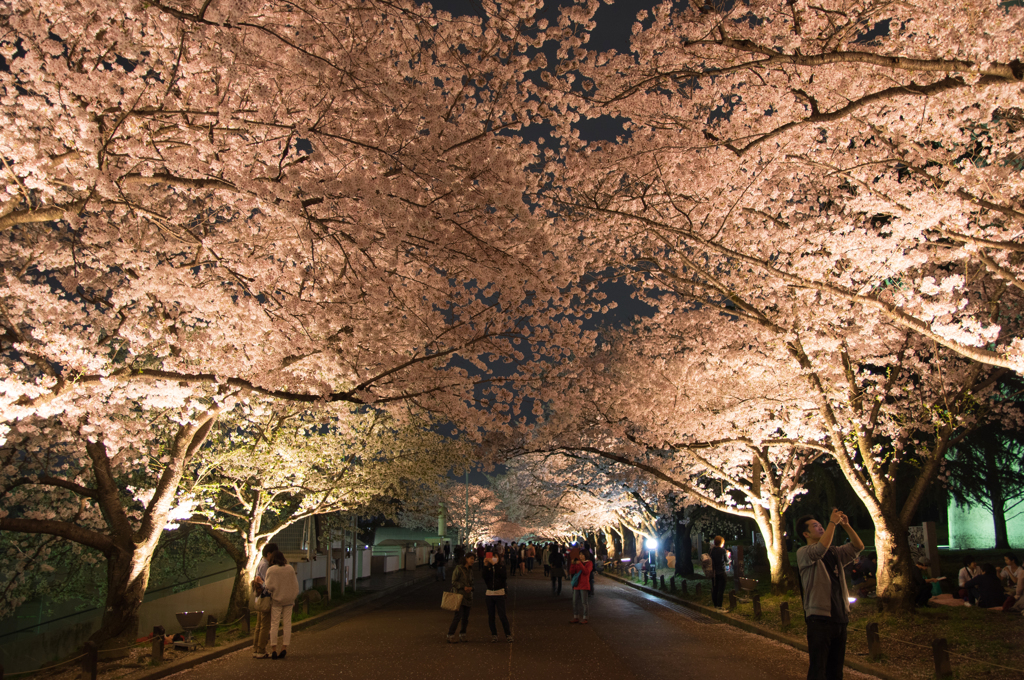 桜色ストリート