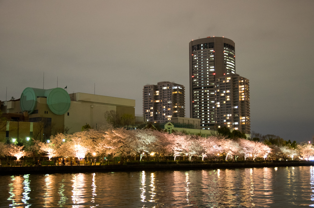 摩天桜
