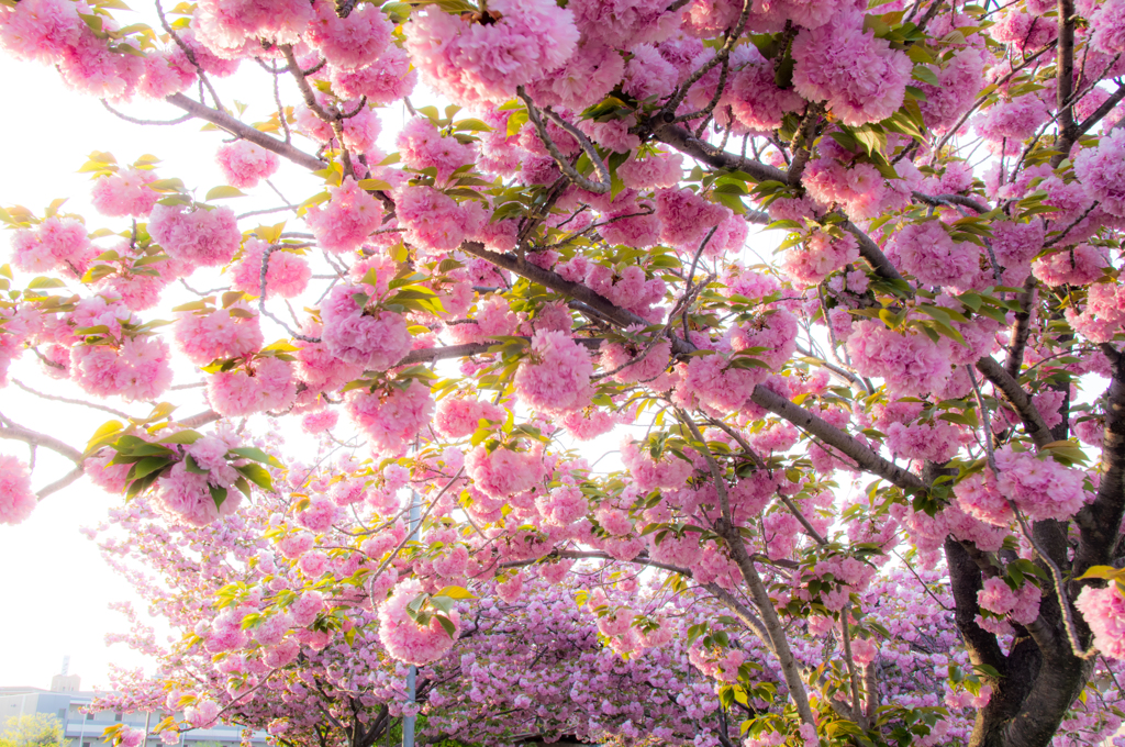 八重の桜