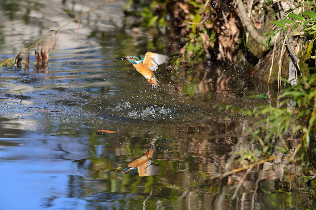 カワセミ　ダイブ 