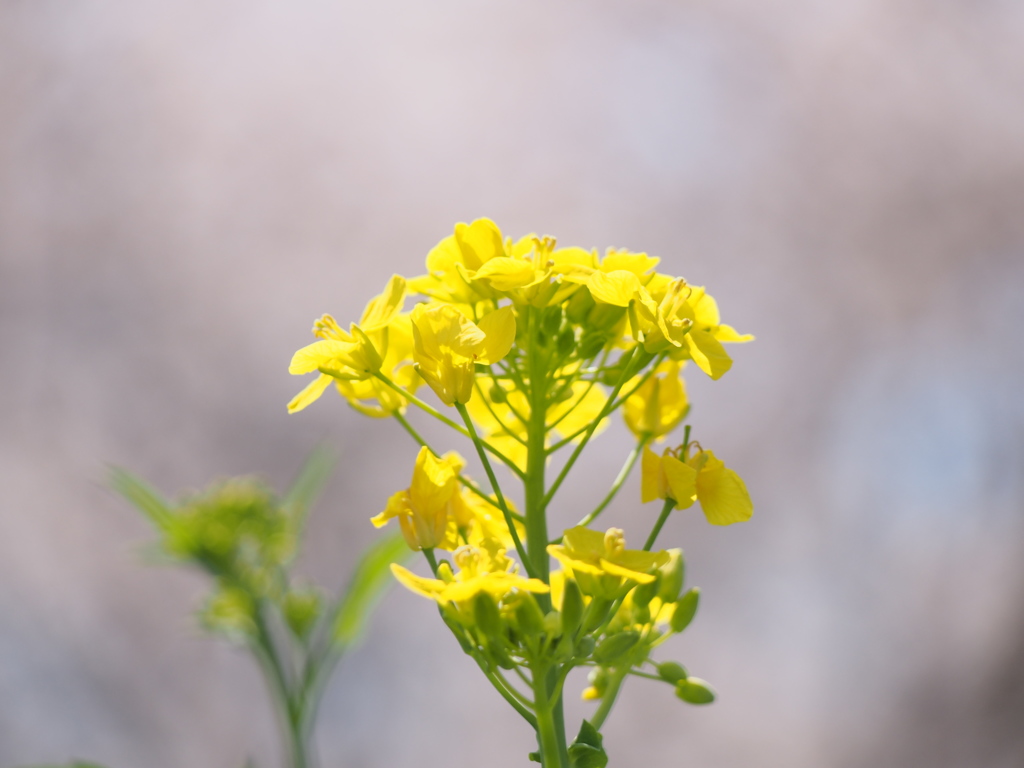 菜の花