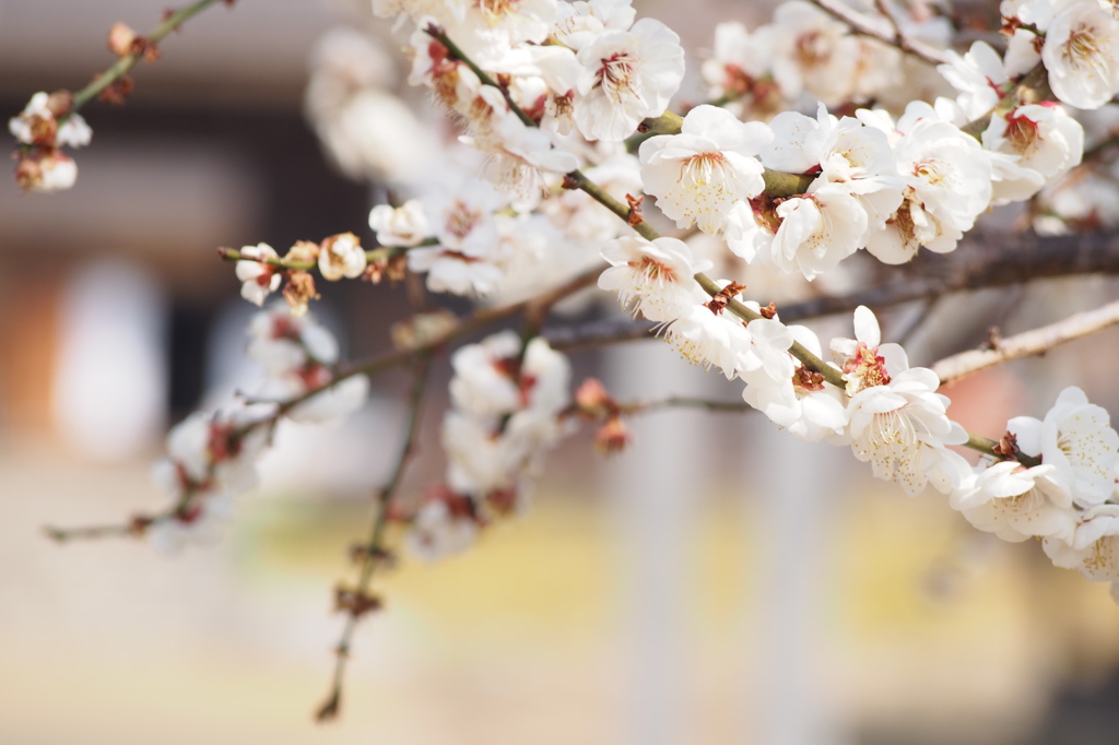 White Plum blossom