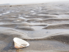 海の落し物