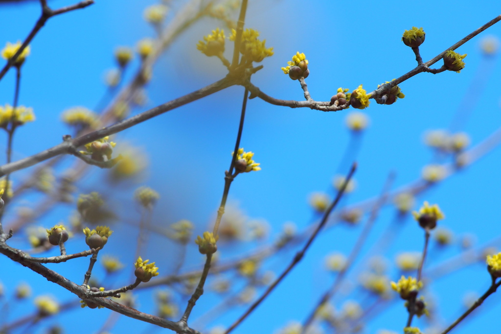 芽吹きの季節