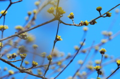 芽吹きの季節