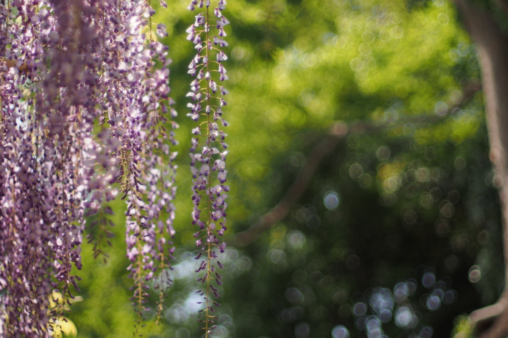 wisteria