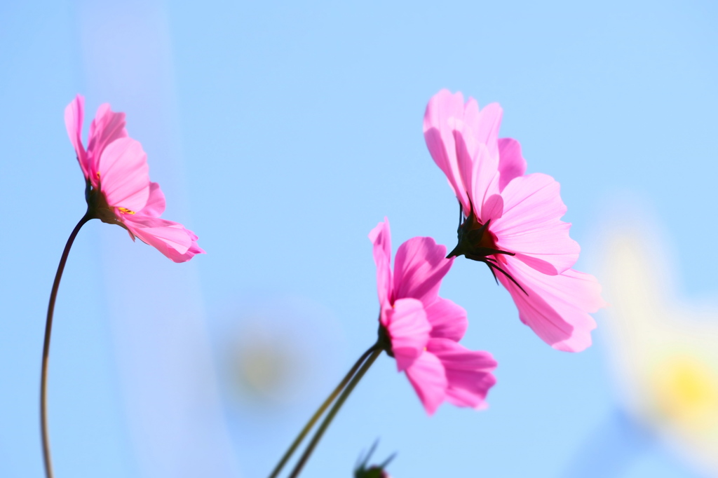秋桜