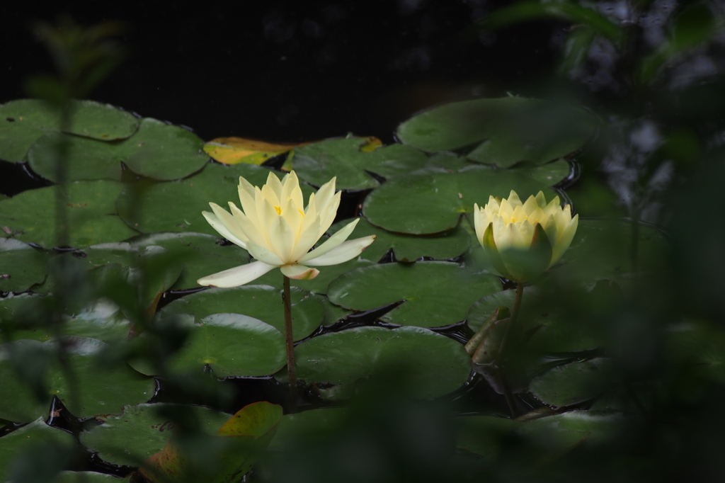 Water lily