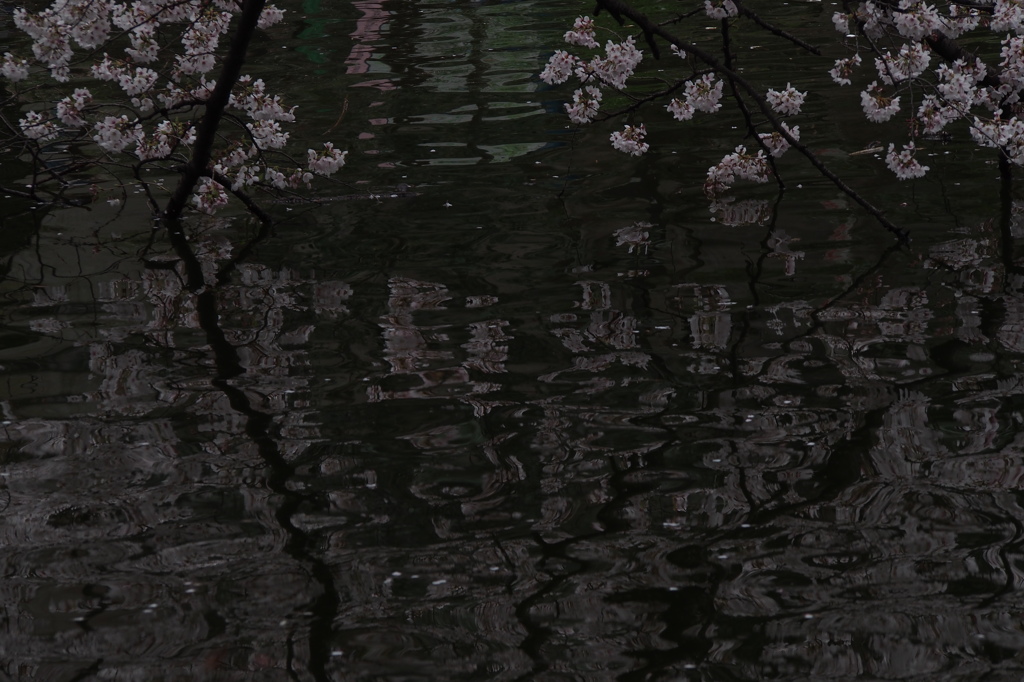 水面桜