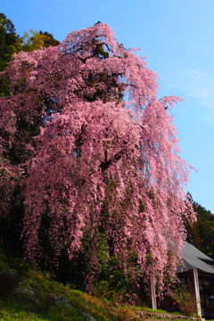 梅岩寺