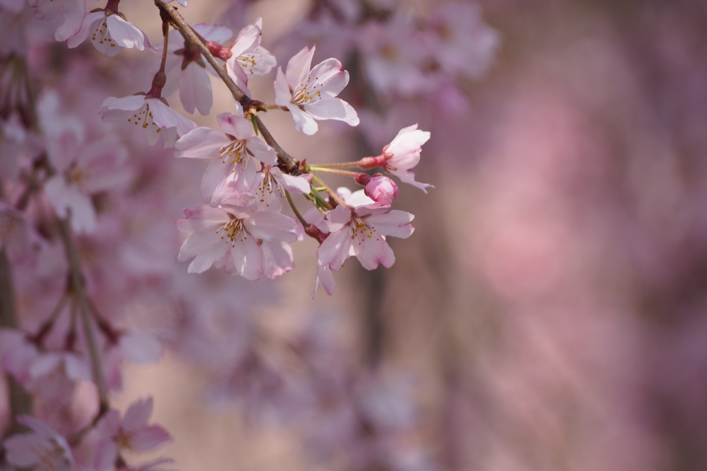 枝垂桜