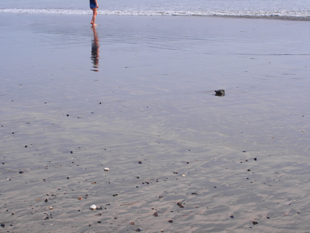 海に帰る日
