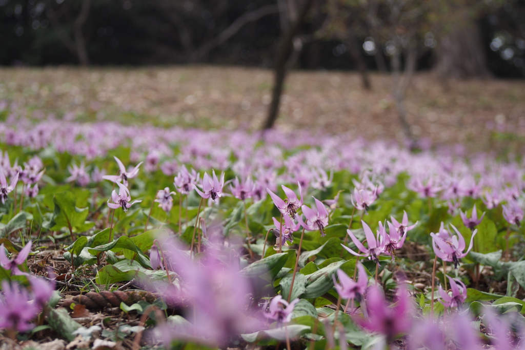 花園