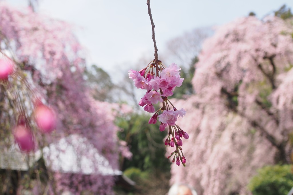 春の主役