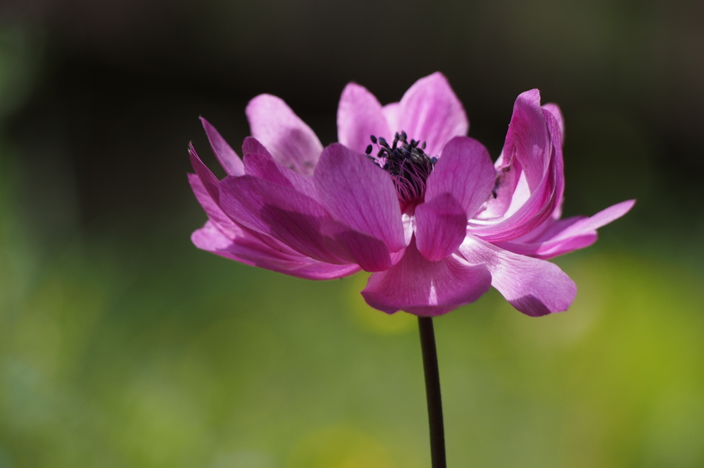 Anemone