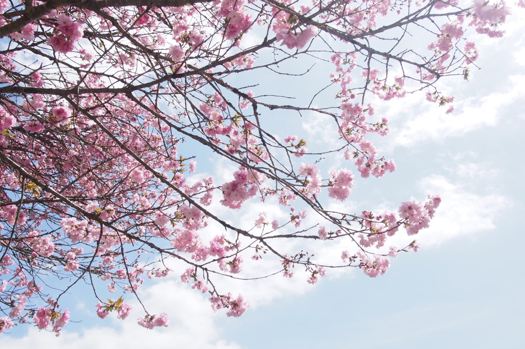 青空と桜