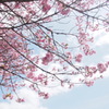青空と桜