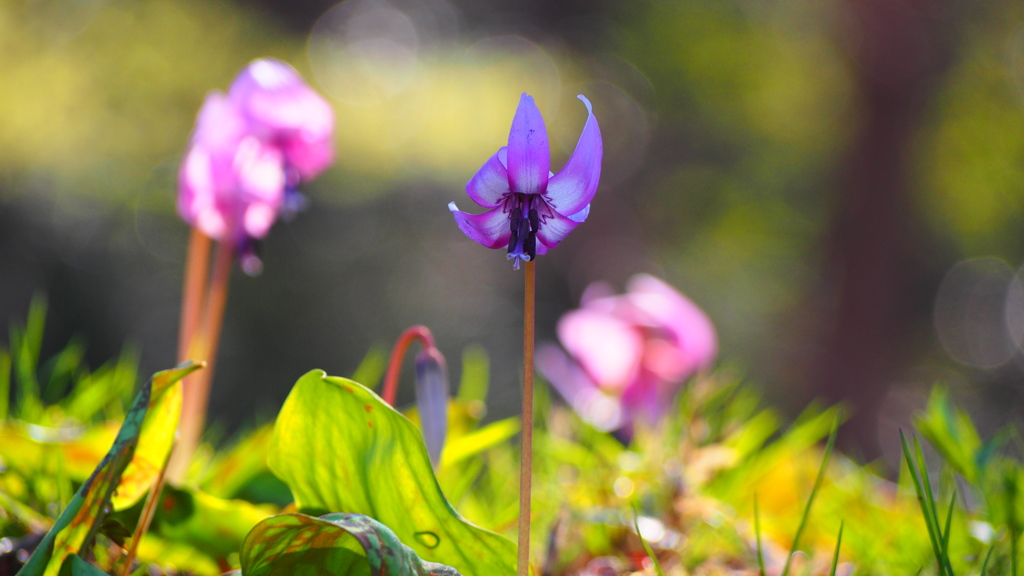 Spring ephemeral