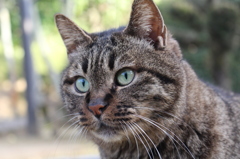 道後温泉で出会った猫