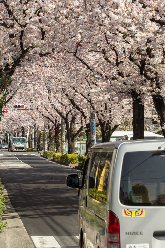 桜並木