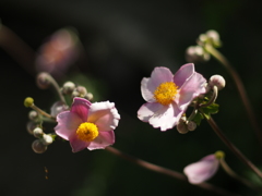 芽吹き