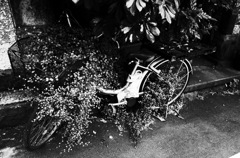43-bicycle
