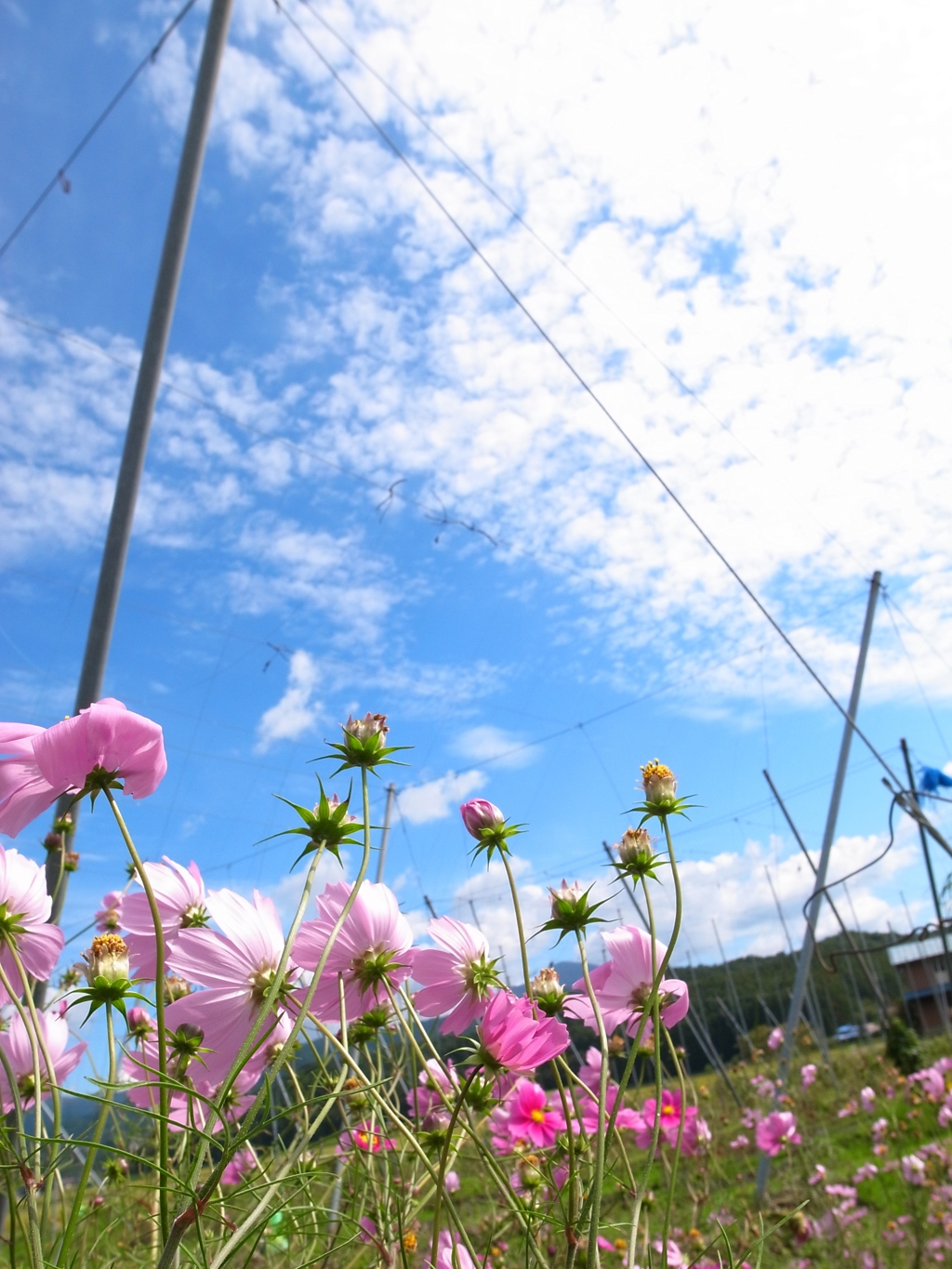 遠野