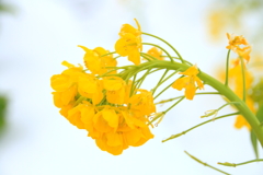 菜の花３