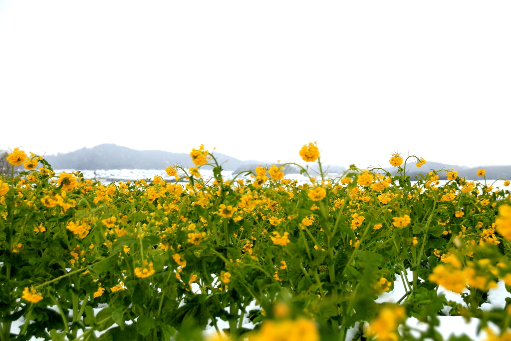 冬空と菜の花