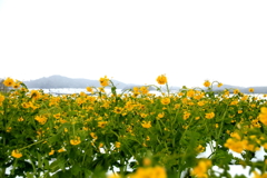 冬空と菜の花